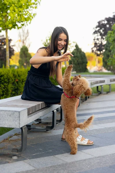 Genç kız ve onun evcil köpeği, küçük kaniş köpeği halka açık bir parkta geziniyorlar. Yaz zamanı. Samimi duygular. boş zaman aktiviteleri konsepti — Stok fotoğraf
