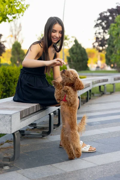 Chica joven y su mascota, perrito caniche dorado paseando en el parque público, al aire libre. Hora de verano. Emociones sinceras. concepto de actividades de ocio — Foto de Stock