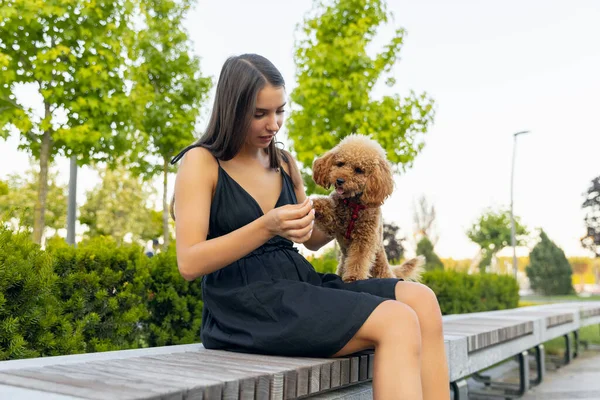 Genç kız ve onun evcil köpeği, küçük kaniş köpeği halka açık bir parkta geziniyorlar. Yaz zamanı. Samimi duygular. boş zaman aktiviteleri konsepti — Stok fotoğraf