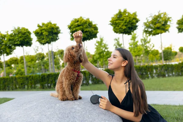Güzel kız ve onun evcil köpeği, küçük kaniş köpeği halka açık bir parkta geziniyorlar. Yaz zamanı. Samimi duygular. boş zaman aktiviteleri konsepti — Stok fotoğraf