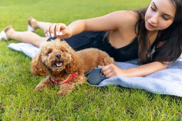 Akşam yürüyüşü. Güzel kız ve onun evcil köpeği, küçük kaniş köpeği halka açık bir parkta geziniyorlar. Yaz zamanı. Samimi duygular. boş zaman aktiviteleri konsepti — Stok fotoğraf