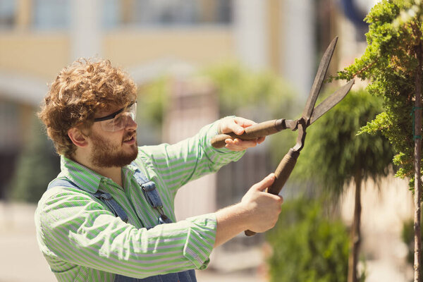 Portrait of redheaded bearded man, farmer with big garden scissors prining trees in garden, outdoors Concept of professional occupation, work.