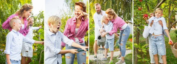 Collage von Bildern von glücklicher Familie, Vater, Mutter und Sohn beim Apfelpflücken im Garten. Aktives Lifestyle-Konzept. — Stockfoto