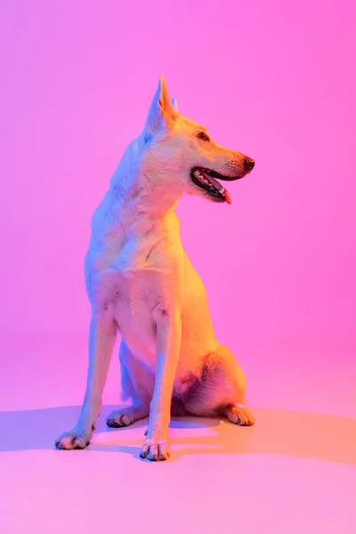 Портрет чистокровной собаки, Белой овчарки изолирован на студийном фоне в неоновом градиентном розовом светофильтре. Красота, действие, любовь к животным. — стоковое фото
