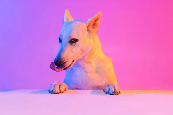 Portrait de chien de race, Berger Blanc isolé sur fond studio dans un filtre lumineux rose dégradé néon. Concept de beauté, action, animaux de compagnie amour, vie animale. — Photo