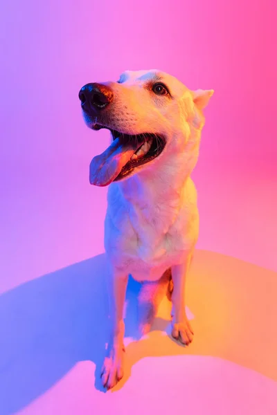 Porträtt av renrasiga hund, White Shepherd isolerade över studio bakgrund i neon gradient rosa ljusfilter. Begreppet skönhet, handling, husdjur kärlek, djurliv. — Stockfoto