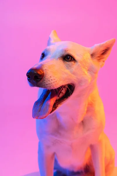 Portret van rasechte hond, White Shepherd geïsoleerd over studio achtergrond in neon gradiënt roze licht filter. Concept van schoonheid, actie, huisdieren liefde, dierenleven. — Stockfoto