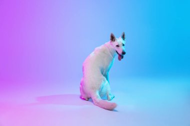 Komik büyük köpek, Beyaz Çoban stüdyo arkaplanından neon gradyan mavi mor ışık filtresiyle izole edilmiş. Güzellik kavramı, eylem, evcil hayvanlar aşk, hayvan hayatı.