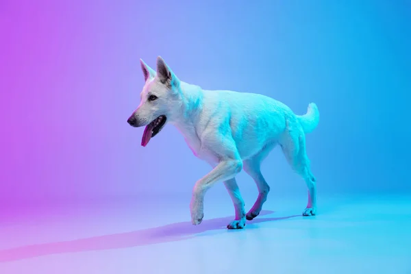 Funny big dog, White Shepherd isolated over studio background in neon gradient blue purple light filter. Concept of beauty, action, pets love, animal life.