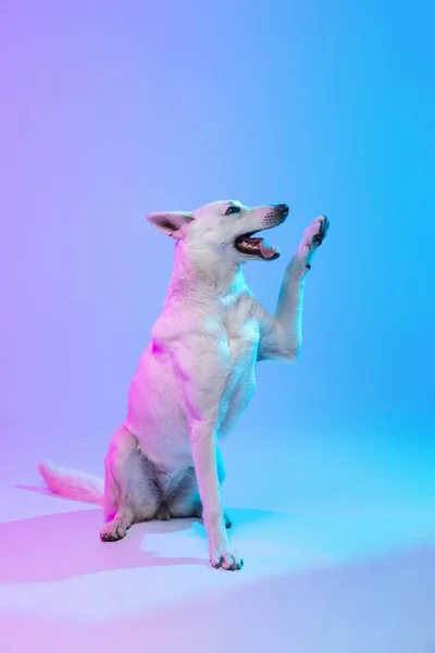 Drôle de grand chien, Berger Blanc isolé sur fond studio dans un filtre lumineux bleu violet dégradé néon. Concept de beauté, action, animaux de compagnie amour, vie animale. — Photo