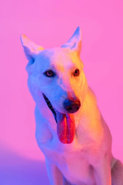Портрет чистокровной собаки, Белой овчарки изолирован на студийном фоне в неоновом градиентном розовом светофильтре. Красота, действие, любовь к животным. — стоковое фото