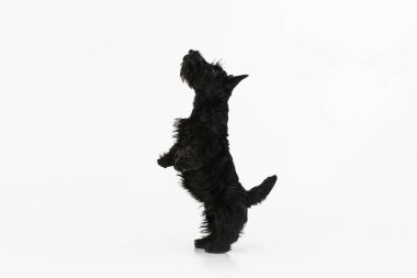 Beyaz stüdyo arka planında izole edilmiş şirin siyah köpek İskoç teriyerinin portresi. Hareket kavramı, eylem, aktif yaşam tarzı, hayvan yaşamı, bakım, evcil hayvanlar için sorumluluk