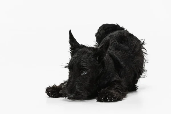 Χαριτωμένο, όμορφο μαύρο σκυλί Scotch terrier απομονώνονται σε λευκό φόντο στούντιο. Έννοια της κίνησης, δράση, ενεργός τρόπος ζωής, ζωική ζωή, φροντίδα, ευθύνη για τα κατοικίδια ζώα — Φωτογραφία Αρχείου