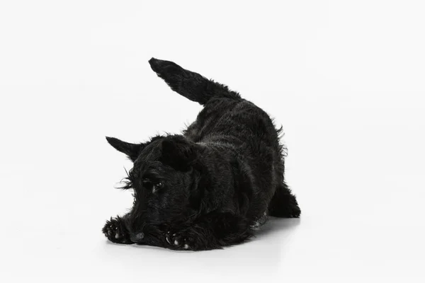 Lindo, hermoso perro negro Scotch terrier aislado sobre fondo de estudio blanco. Concepto de movimiento, acción, estilo de vida activo, vida animal, cuidado, responsabilidad por las mascotas —  Fotos de Stock