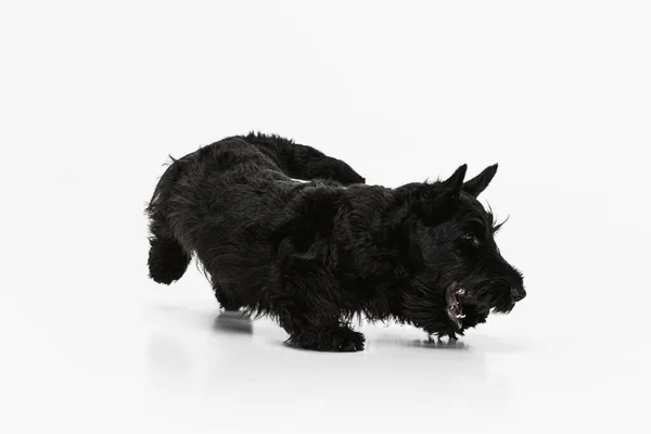 Petit chien noir drôle Scotch terrier isolé sur fond de studio blanc. Concept de mouvement, action, mode de vie actif, vie animale, soins, responsabilité pour les animaux de compagnie — Photo