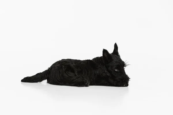 Vista lateral del perro negro dulce Scotch terrier aislado sobre fondo de estudio blanco. Concepto de movimiento, acción, estilo de vida activo, vida animal, cuidado, responsabilidad por las mascotas —  Fotos de Stock