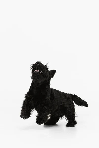 Lindo, hermoso perro negro Scotch terrier aislado sobre fondo de estudio blanco. Concepto de movimiento, acción, estilo de vida activo, vida animal, cuidado, responsabilidad por las mascotas —  Fotos de Stock