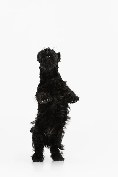 Πορτρέτο του χαριτωμένο γλυκό μαύρο σκυλί τεριέ Scotch απομονώνονται σε λευκό φόντο στούντιο. Έννοια της κίνησης, δράση, ενεργός τρόπος ζωής, ζωική ζωή, φροντίδα, ευθύνη για τα κατοικίδια ζώα — Φωτογραφία Αρχείου