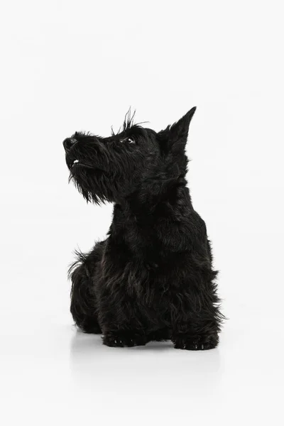 Pequeño perro negro divertido Scotch terrier aislado sobre fondo de estudio blanco. Concepto de movimiento, acción, estilo de vida activo, vida animal, cuidado, responsabilidad por las mascotas —  Fotos de Stock