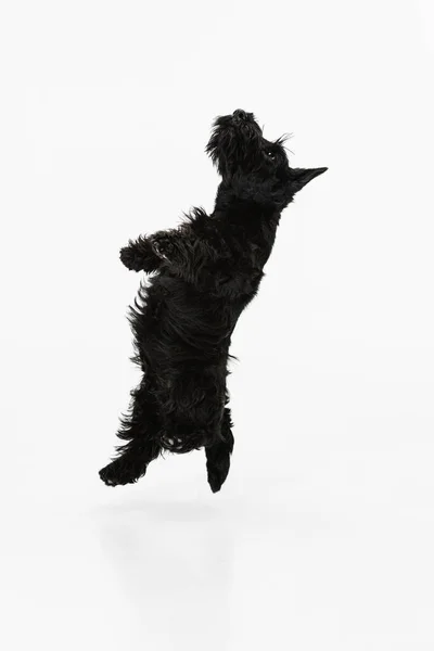 Beyaz stüdyo arka planında izole edilmiş siyah köpek Scotch terrier manzarası. Hareket kavramı, eylem, aktif yaşam tarzı, hayvan yaşamı, bakım, evcil hayvanlar için sorumluluk — Stok fotoğraf