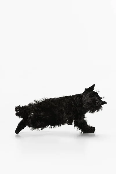 Vue du bas du chien noir doux Scotch terrier isolé sur fond de studio blanc. Concept de mouvement, action, mode de vie actif, vie animale, soins, responsabilité pour les animaux de compagnie — Photo