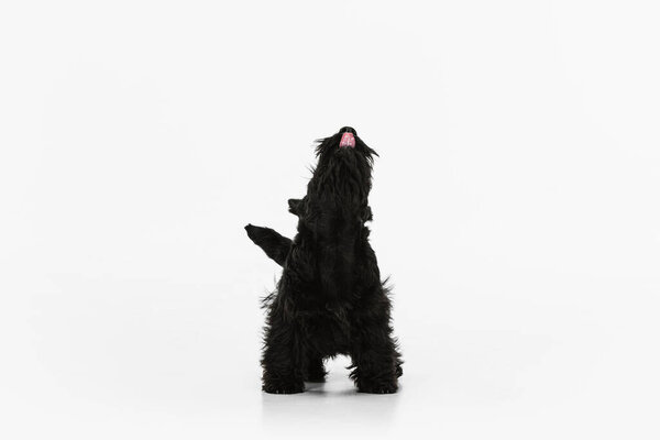 Small funny black dog Scotch terrier isolated over white studio background. Concept of motion, action, active lifestyle, animal life, care, responsibility for pets