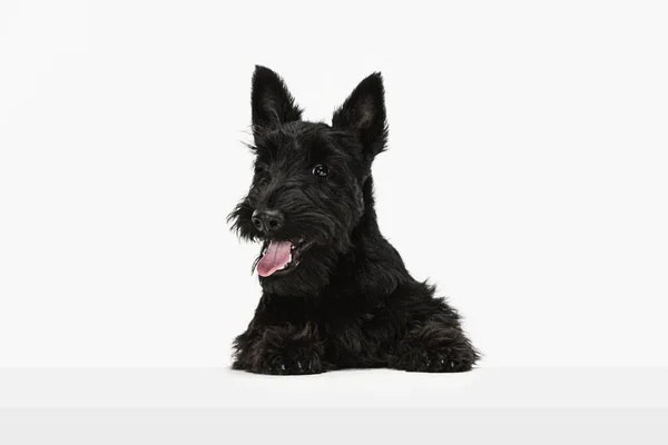 Pequeño perro negro divertido Scotch terrier aislado sobre fondo de estudio blanco. Concepto de movimiento, acción, estilo de vida activo, vida animal, cuidado, responsabilidad por las mascotas — Foto de Stock