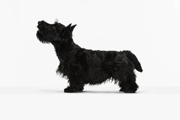 Zijaanzicht van zoete zwarte hond Scotch terrier geïsoleerd over witte studio achtergrond. Concept van beweging, actie, actieve levensstijl, dierenleven, zorg, verantwoordelijkheid voor huisdieren — Stockfoto