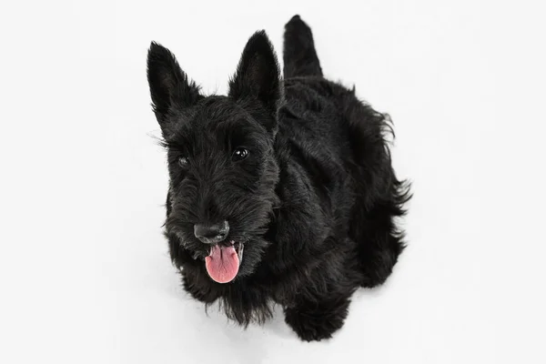 Κάτοψη του γλυκού μαύρου σκύλου Scotch terrier απομονώνονται σε λευκό φόντο στούντιο. Έννοια της κίνησης, δράση, ενεργός τρόπος ζωής, ζωική ζωή, φροντίδα, ευθύνη για τα κατοικίδια ζώα — Φωτογραφία Αρχείου