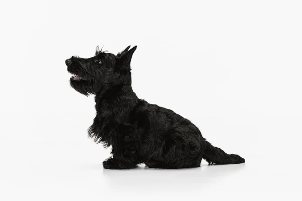 Πλευρική άποψη του γλυκού μαύρου σκύλου Scotch terrier απομονώνονται σε λευκό φόντο στούντιο. Έννοια της κίνησης, δράση, ενεργός τρόπος ζωής, ζωική ζωή, φροντίδα, ευθύνη για τα κατοικίδια ζώα — Φωτογραφία Αρχείου