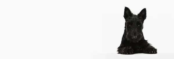 O Flyer. Um belo cão preto Scotch terrier isolado sobre fundo estúdio branco. Conceito de movimento, ação, estilo de vida ativo, vida animal, cuidado, responsabilidade por animais de estimação — Fotografia de Stock