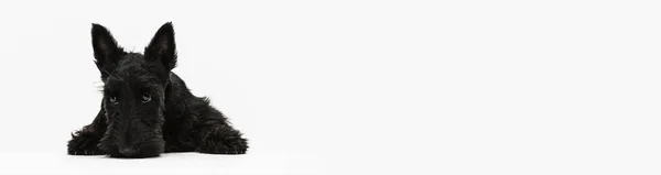 Флаєр. Один красивий чорний собачий шотландський тер'єр ізольований на білому фоні студії. Концепція руху, дії, активний спосіб життя, життя тварин, догляд, відповідальність за домашніх тварин — стокове фото