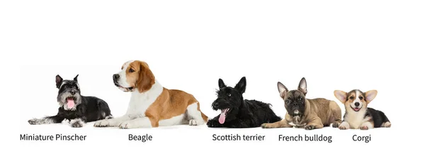 Collage horizontal hecho de perros de pura raza populares aislados sobre fondo de estudio blanco. Conjunto de animales grandes y pequeños con signos de nombres de raza — Foto de Stock