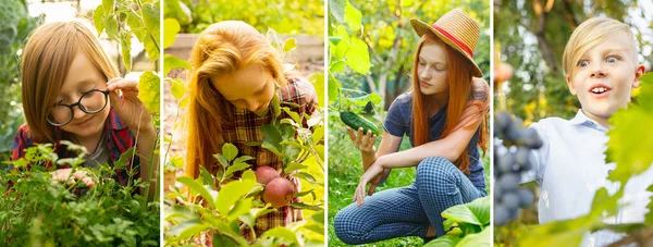 Crianças jovens e felizes, pequenos agricultores no jardim de verão em dia ensolarado. Meninos e meninas que recolhem legumes e frutas, produtos ecológicos. — Fotografia de Stock