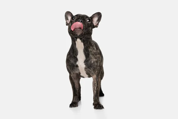 Retrato de lindo cachorro de bulldog francés, perro de raza pura posando aislado sobre fondo blanco. Concepto de mascotas, animales domésticos, salud — Foto de Stock