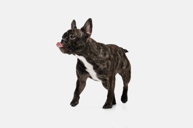 Beyaz arka planda soyutlanmış saf köpek pozu veren sevimli buldog yavrusu portresi. Evcil hayvan kavramı, evcil hayvan, sağlık