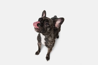 Beyaz arka planda soyutlanmış saf köpek pozu veren sevimli buldog yavrusu manzarası. Evcil hayvan kavramı, evcil hayvan, sağlık