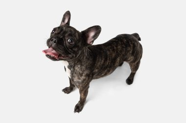 Beyaz arka planda soyutlanmış saf köpek pozu veren sevimli buldog yavrusu manzarası. Evcil hayvan kavramı, evcil hayvan, sağlık