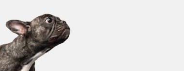 El ilanı. Beyaz arka planda soyutlanmış saf köpek pozu veren sevimli buldog yavrusu portresi. Evcil hayvan kavramı, evcil hayvan, sağlık