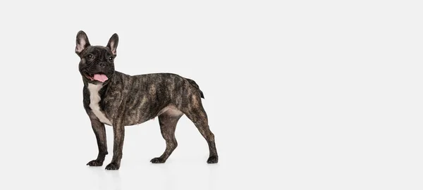 Volador. Retrato de lindo cachorro de bulldog francés, perro de raza pura posando aislado sobre fondo blanco. Concepto de mascotas, animales domésticos, salud — Foto de Stock