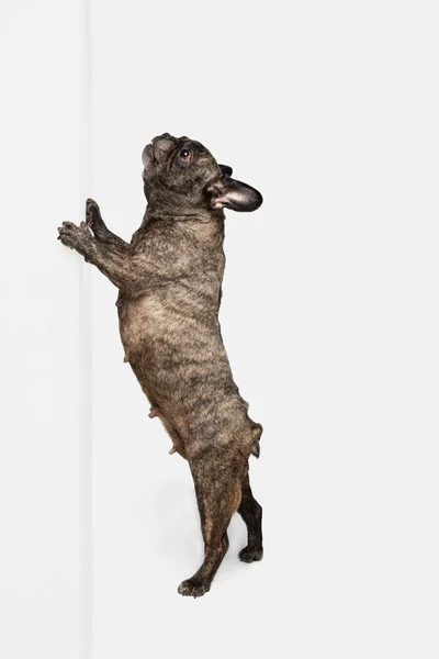 Portrait de chiot mignon de bulldog français, chien de race posant isolé sur fond blanc. Concept d'animaux domestiques, animaux domestiques, santé — Photo