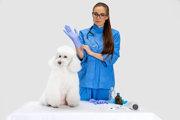 Porträtt av ung vacker kvinna, veterinär undersöker en vit pudel hund på veterinärkliniken. Medicin, husdjursvård, hälsosam livsstil koncept. — Stockfoto