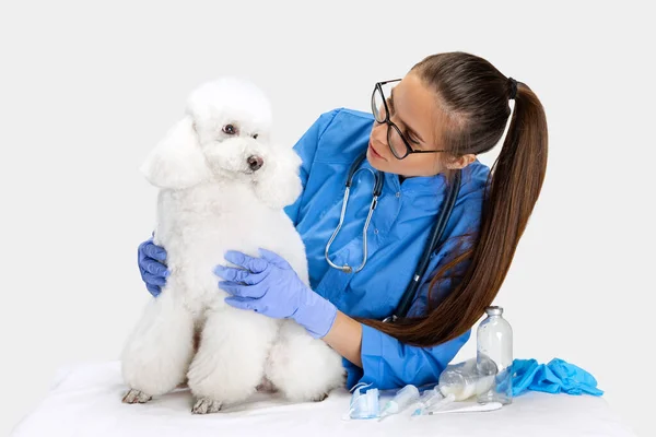 På undersökning av en veterinär läkare. Ung vacker kvinna, veterinärexamen vit pudel hund. Medicin, husdjursvård, hälsosam livsstil koncept. — Stockfoto