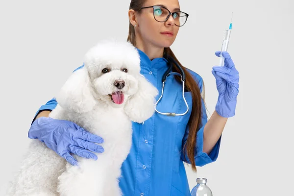 Porträtt av ung vacker kvinna, veterinär undersöker en vit pudel hund på veterinärkliniken. Medicin, husdjursvård, hälsosam livsstil koncept. — Stockfoto