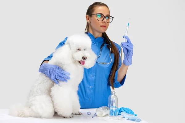 Porträtt av ung vacker kvinna, veterinär undersöker en vit pudel hund på veterinärkliniken. Medicin, husdjursvård, hälsosam livsstil koncept. — Stockfoto