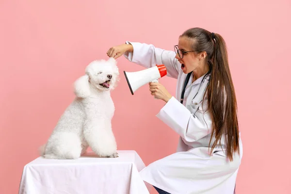 Retrato conceitual de jovem mulher bonita, veterinária com cão poodle branco isolado sobre fundo estúdio rosa. Cuidados com animais de estimação, animal na vida cotidiana humana. — Fotografia de Stock