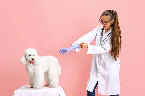 Comic porträtt av ung vacker kvinna, veterinär fånga vit pudel hund isolerad över rosa studio bakgrund. Djurskötsel, djur i människans vardag. — Stockfoto