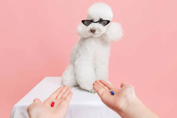 Nahaufnahme Porträt der niedlichen schönen weißen Pudelhund Wahl der richtigen Pillen isoliert über rosa Studiohintergrund. Tierpflege, Behandlung, Tier im menschlichen Alltag. — Stockfoto