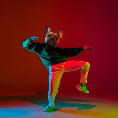 Sanat kolajı. Genç adam, hiphop dansçısı köpeklerin baş dansçısı koyu kırmızı arka planda izole edilmiş bir şekilde neon ışıkta. İlham, fikir, sokak dansı tarzı.
