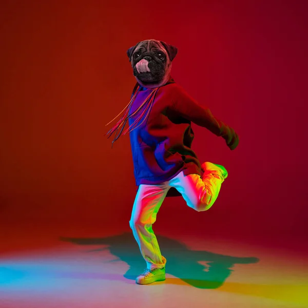 Collage d'arte. Giovanotto, ballerino hip hop guidato da cani testa ballare isolato su sfondo rosso scuro in luce al neon. Ispirazione, idea, street dance style. — Foto Stock